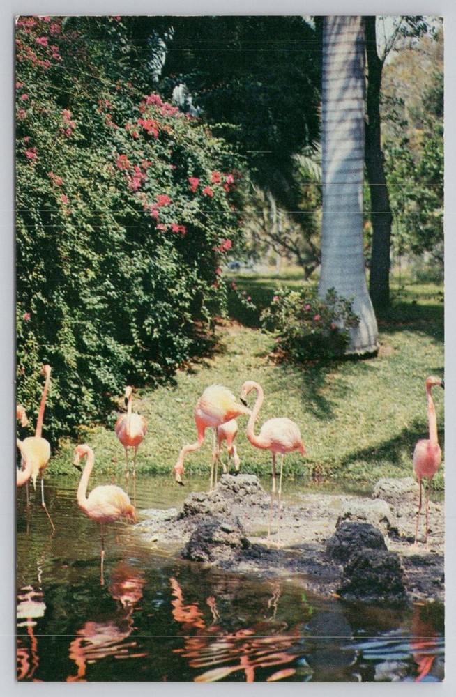 Florida Flamingos Jungle Gardens Sarasota Vintage Postcard 1950s