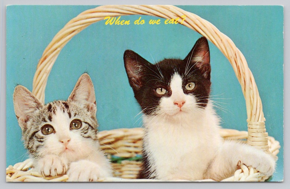 When Do We Eat? Cute Kittens in Basket, Humor chrome UNP Postcard