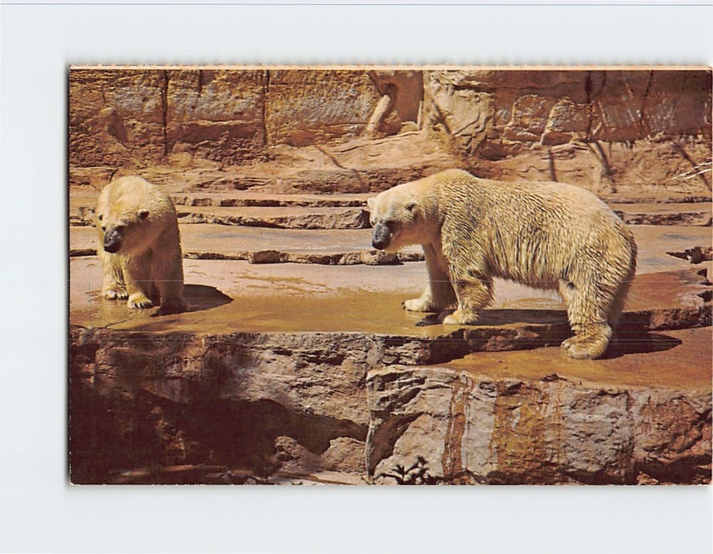 Postcard Polar Bears San Antonio Zoological Gardens & Aquarium Texas USA