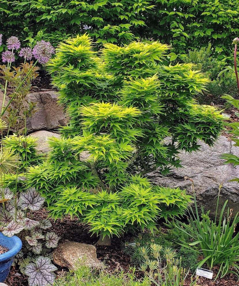 Acer palmatum 'Mikawa yatsubusa' - Japanese Maple *Live Plant-image