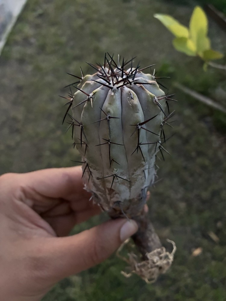 Copiapoa Large Cinerea Rare Cactus Plant