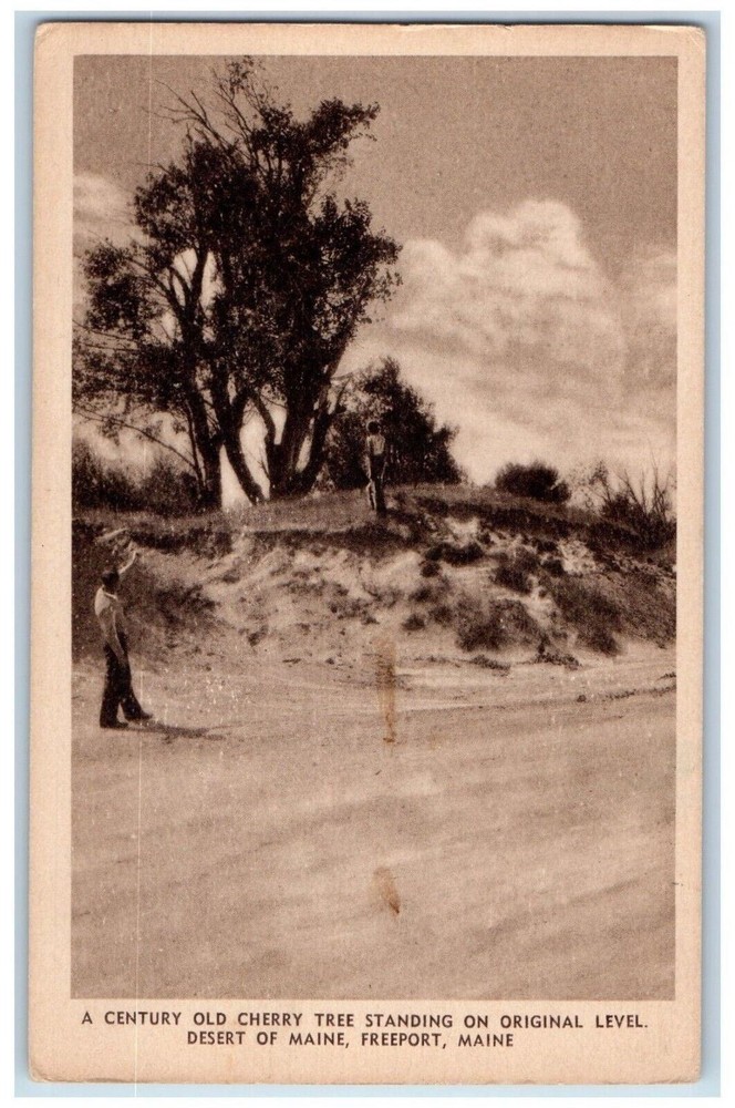 Vintage Postcard Century-Old Cherry Tree in Freeport Maine Desert  