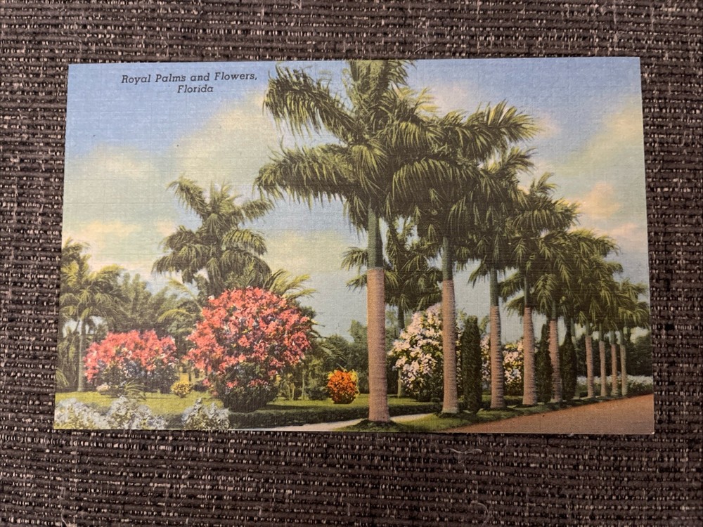 Linen Postcard St. Petersburg, FL~Royal Palms and Hibiscus Flowers In Florida
