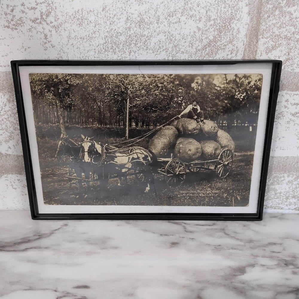 Framed Horse Drawn Wagon Potatoes Farmer c1908 Martin Exaggeration RPPC Postcard