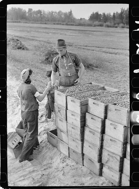 Girl at cranberry checking station,Burlington County,New Jersey,NJ,Rothstein
