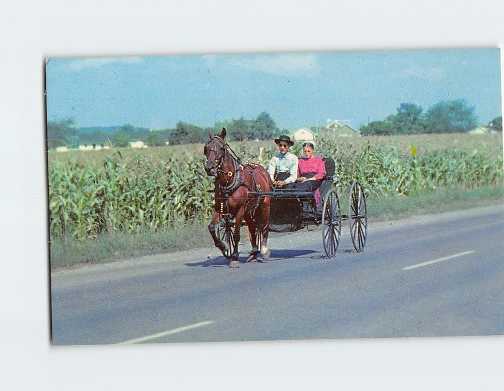 Postcard The Amish Courting Buggy Pennsylvania USA