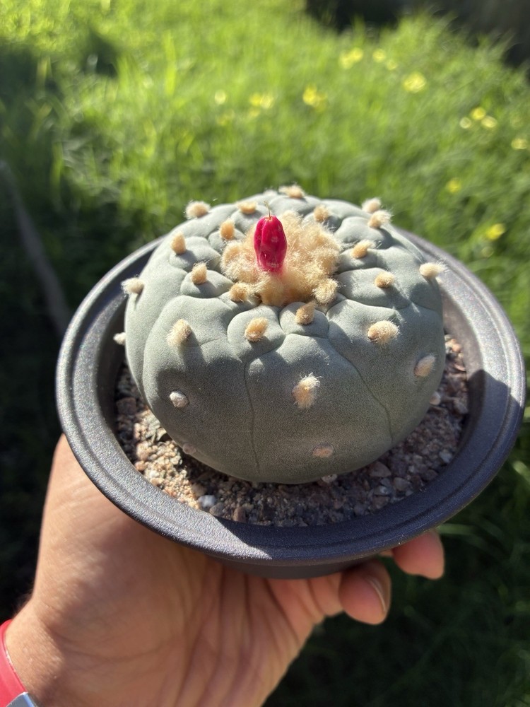 Beautiful Cactus Plant Seed Grown With Seeds Included