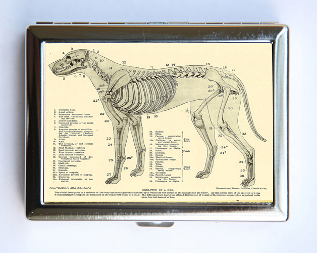 Animal Anatomy Dog Skeleton Cigarette Case Wallet Business Card Holder