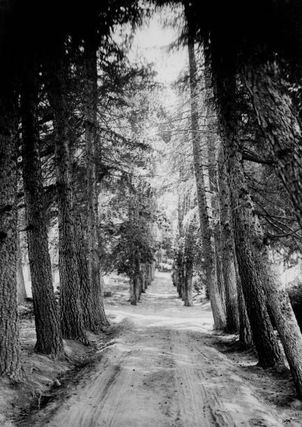 Italy Calabria Sila Nursery Avenue 1920-30 OLD PHOTO