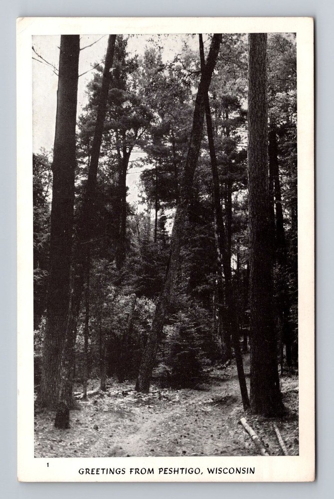 Wisconsin WI Peshtigo Scenic Greetings Path In Woods Vintage Postcard