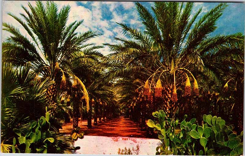 Postcard NATURE SCENE Phoenix Arizona AZ m/09 AK0029