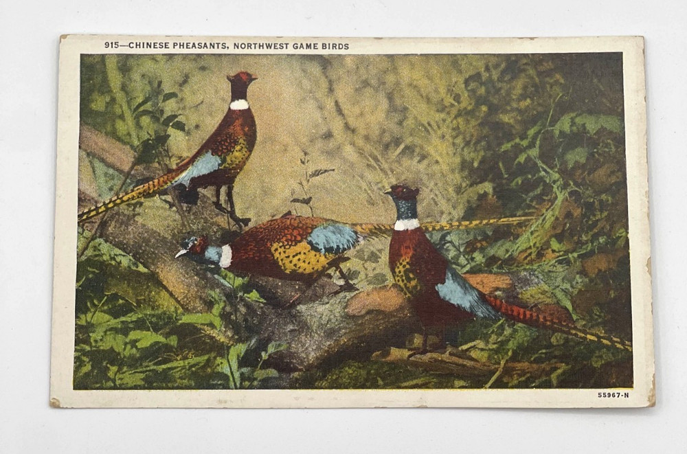 Chinese Pheasants Northwest Game Birds Postcard
