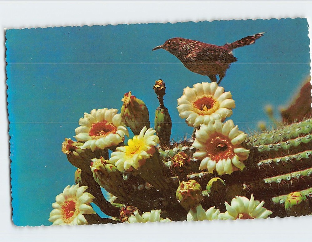 Postcard Arizona Cactus Wren & Saguaro Blossoms