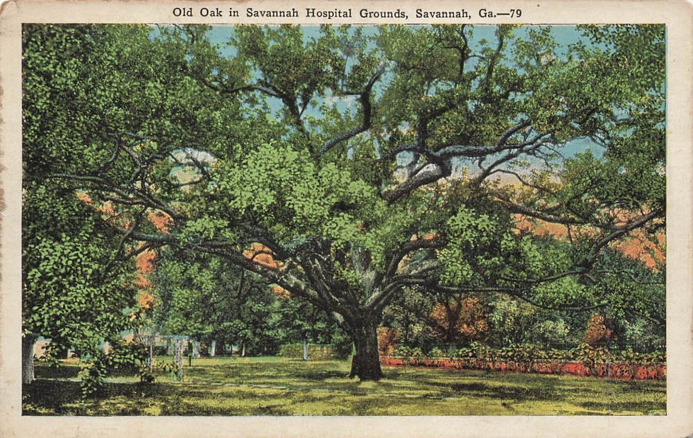 OLD OAK ON HOSPITAL GROUNDS POSTCARD SAVANNAH GA GEORGIA 1920s