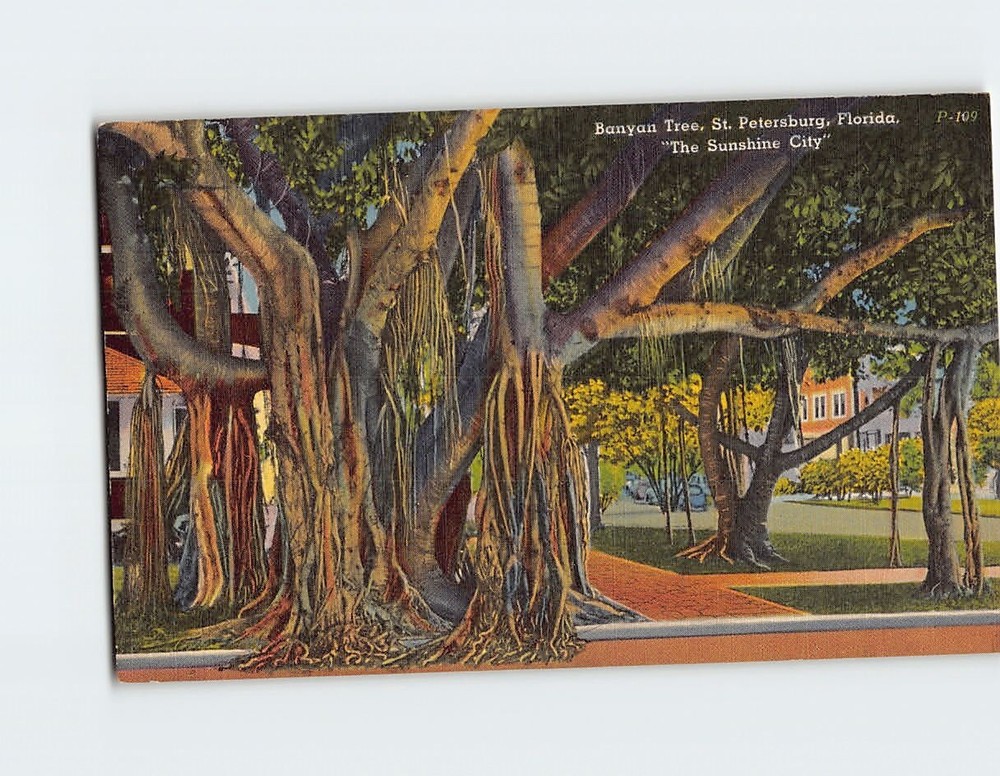 Postcard Banyan Tree St. Petersburg Florida 
