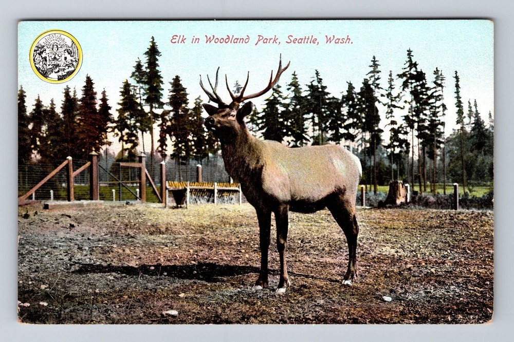 Seattle WA-Washington, Elk In Woodland Park, Antique, Vintage Postcard