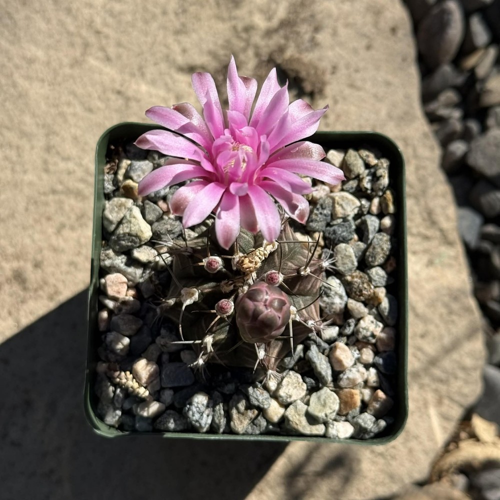 Gymnocalycium 'friedrichii'