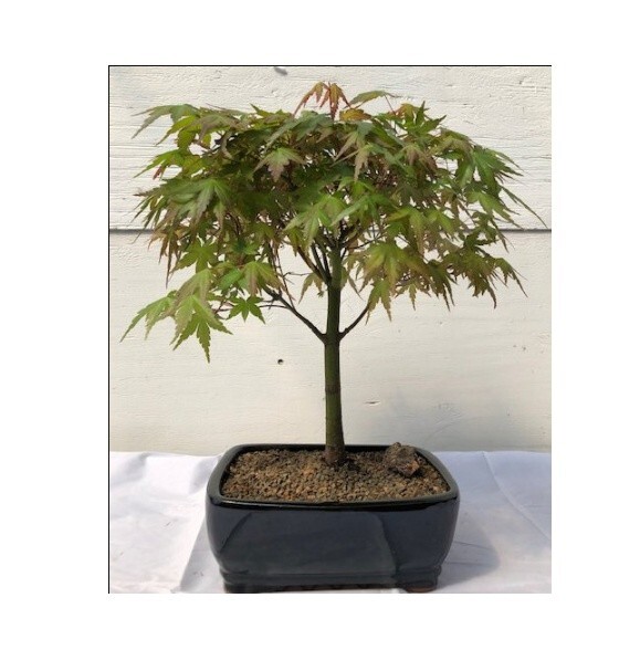 Acer Palmatum Japanese Green Maple Bonsai Tree Large 15 y.o. 18