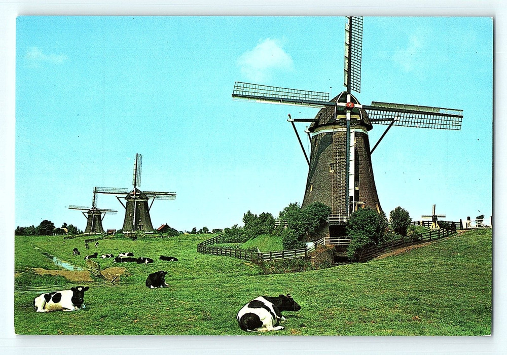 Cows Laying in Field with Windmills Dutch Holland Netherlands 4X6 Postcard F4