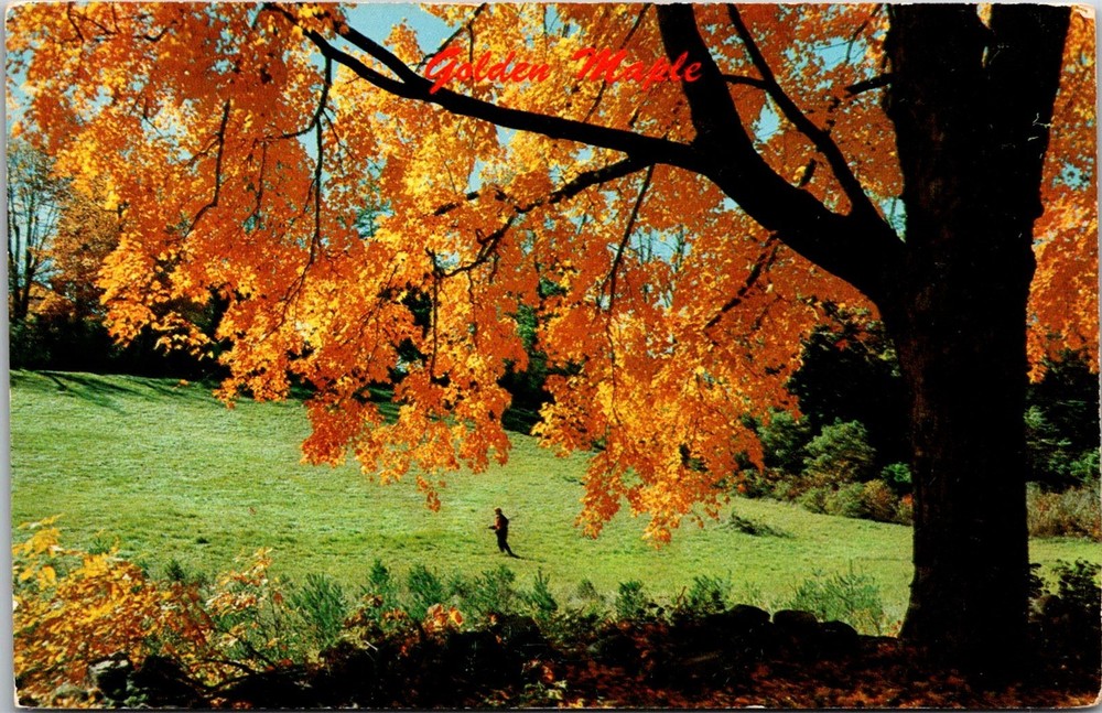 Dr Jim Stamps Golden Maple Greetings from Vacationland Maine Postcard