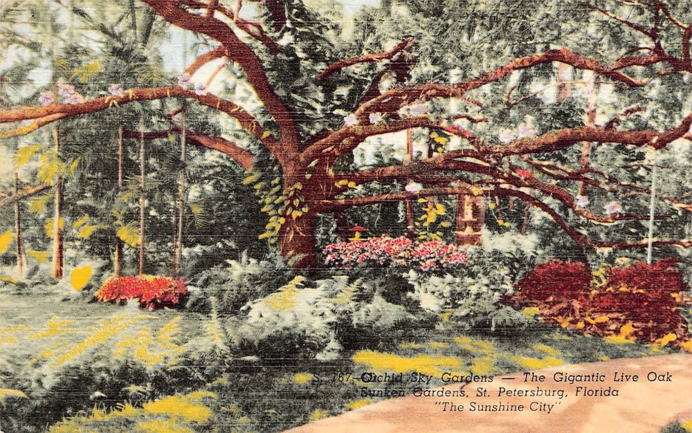 St Petersburg FL Florida Botanical Sunken Gardens Giant Tree Vtg Postcard C52