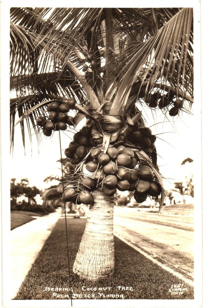 Palm Beach Florida Bearing Coconut Tree Postcard