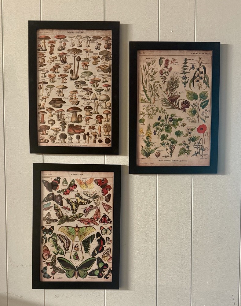 Set Of 3 Framed Botanical Boho Floral Butterfly Mushroom Gallery Wall Art