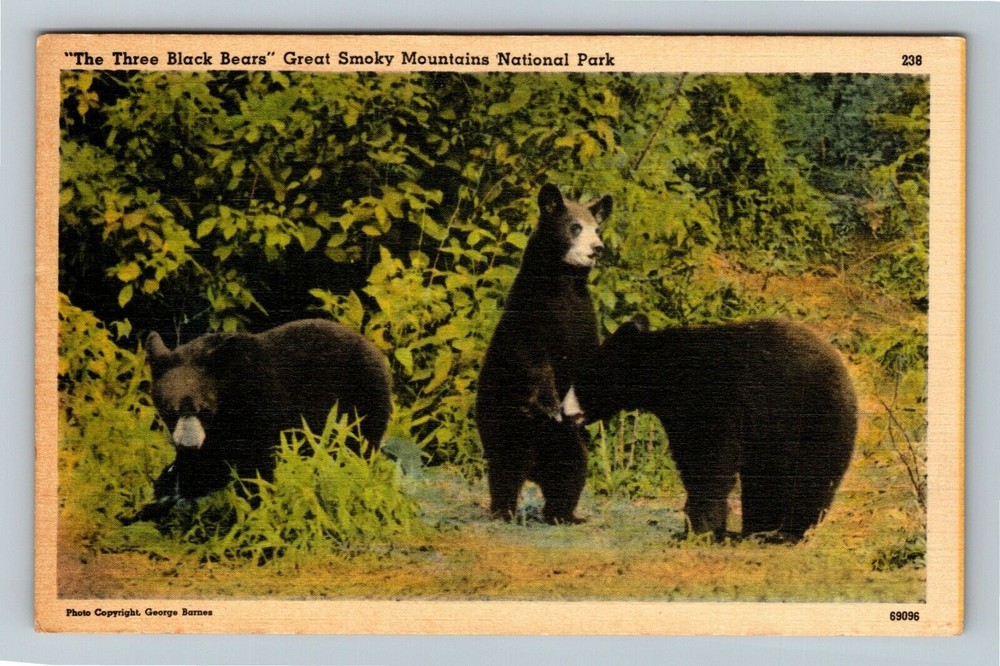 Great Smoky Mountains TN-Tennessee The Three Black Bears  Vintage Postcard