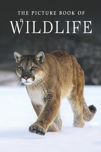 Sunny Street Books Wildlife Picture Book Paperback