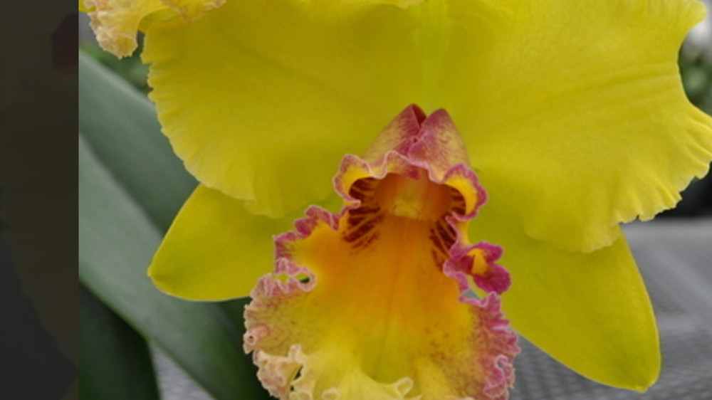 Cattleya Unconditional Love