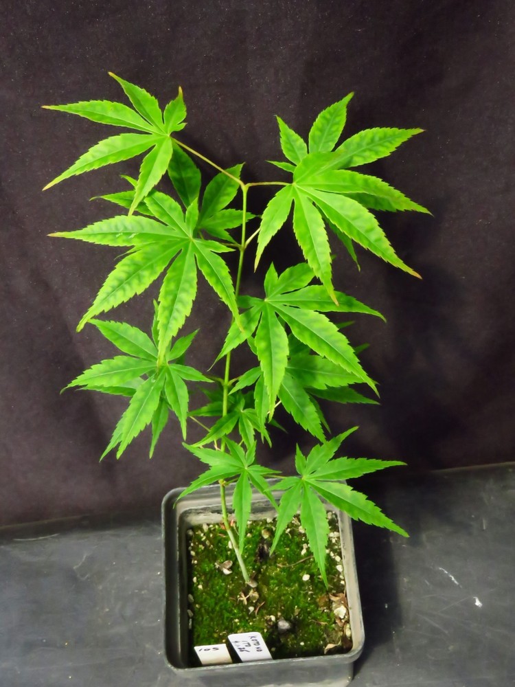 Seed-Grown Acer Palmatum 'Koto No Ito' Japanese Maple Tree 12 Inches Tall-image