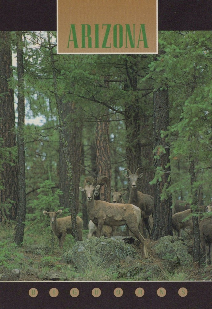 Bighorn Sheep Arizona 4x6 Postcard