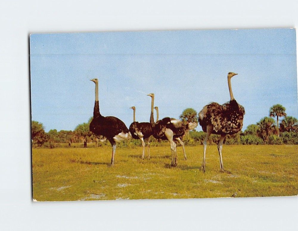 Postcard Giant North American Ostriches Africa-USA Boca Raton Florida USA
