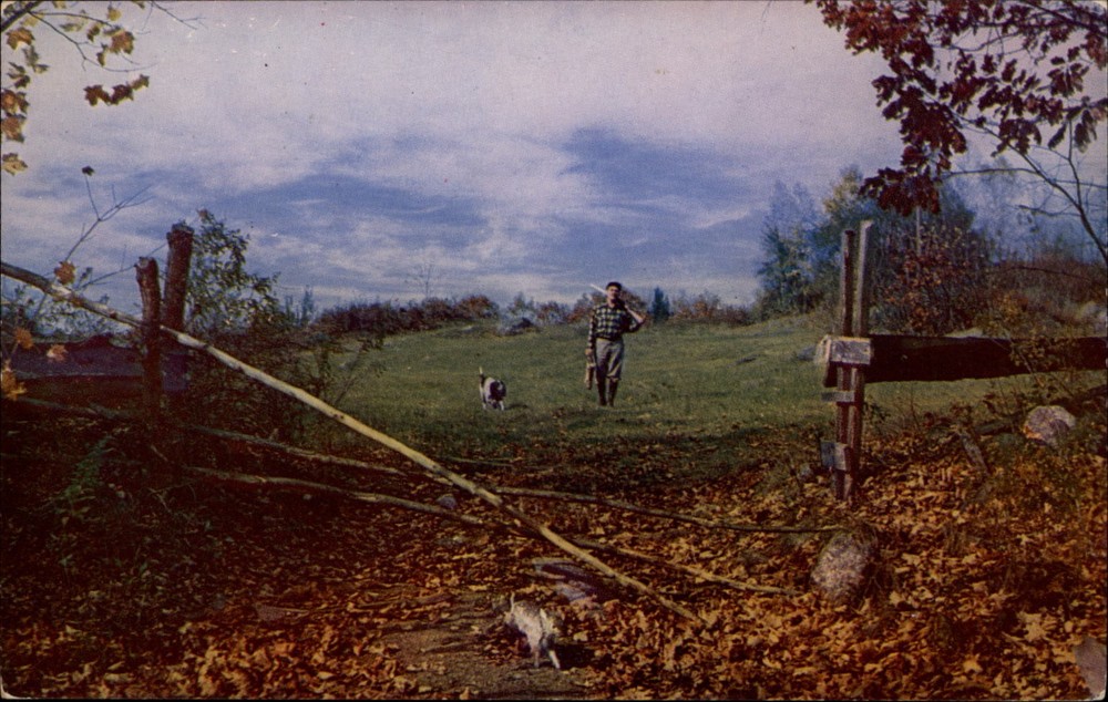 Hunting hunter dog autumn leaves rustic scene 1950s unused vintage postcard