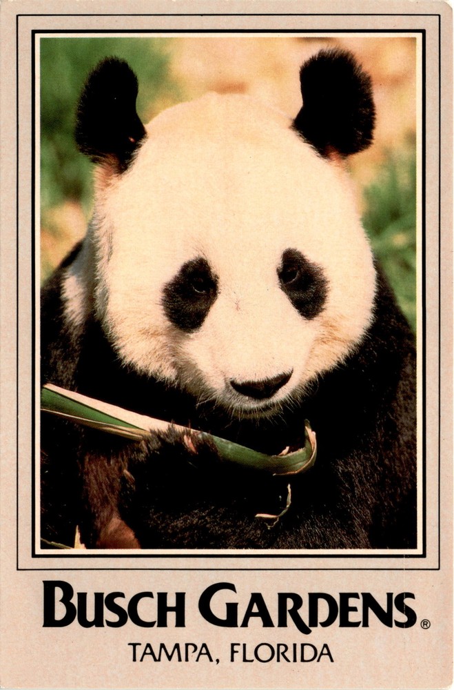 TAMPA, FLORIDA, GIANT PANDA, Western China, Chinese Government Postcard