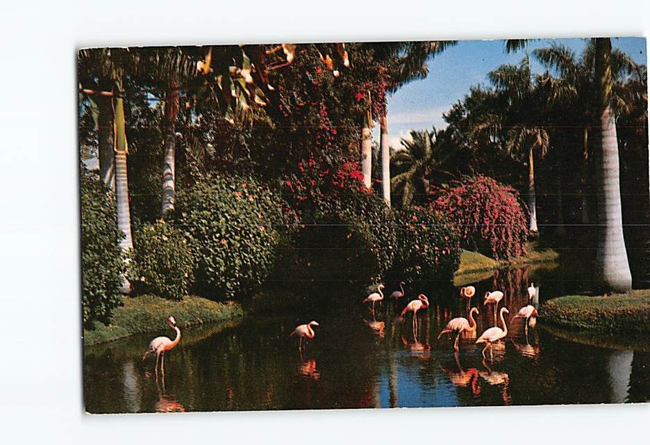 Postcard Beautiful Florida Flamingos Tropical Sarasota Jungle Gardens USA