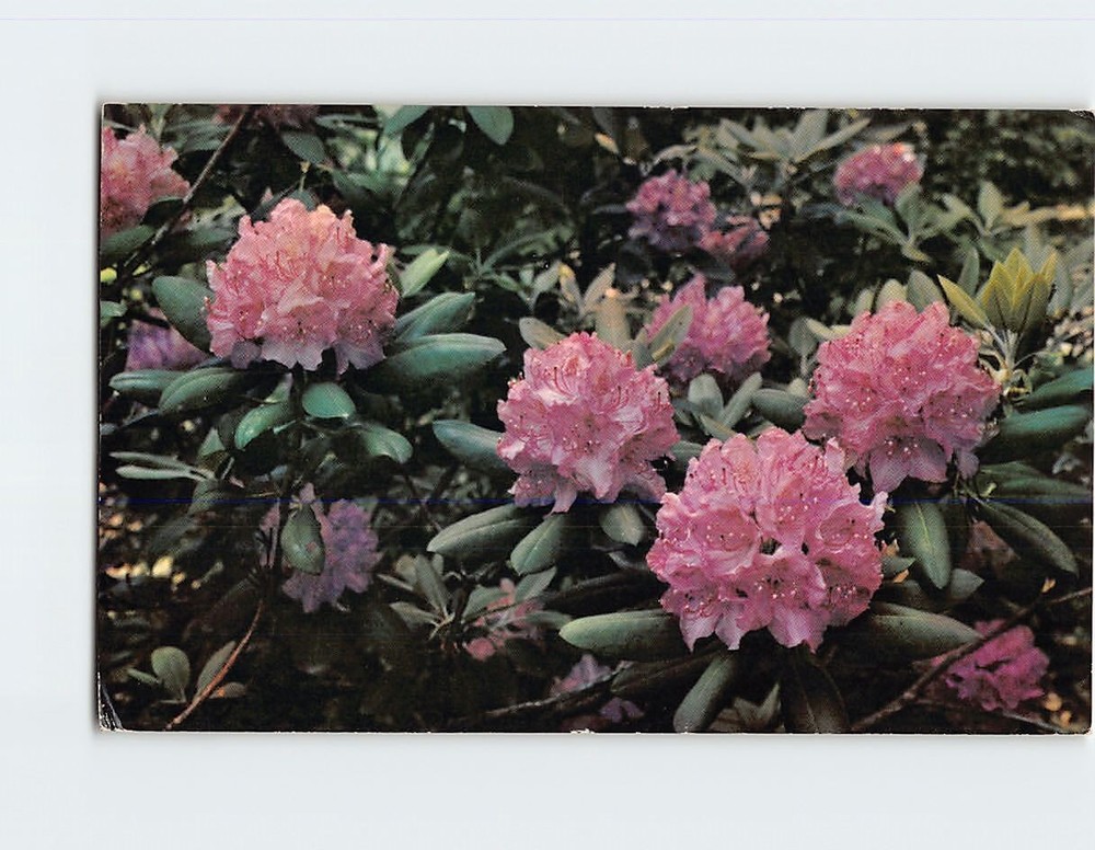 Postcard Purple Rhododendron (Catawbiense) in Full Bloom