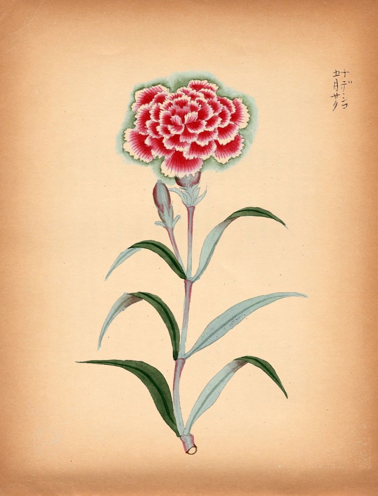 8493.Decoration Poster.Home Room wall interior art design.Flower beauty decor