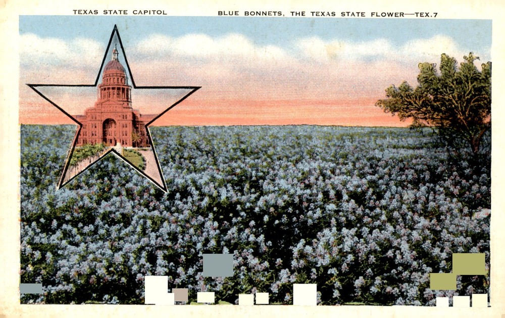 Texas State Capitol Blue Bonnets, 1948 Postcard
