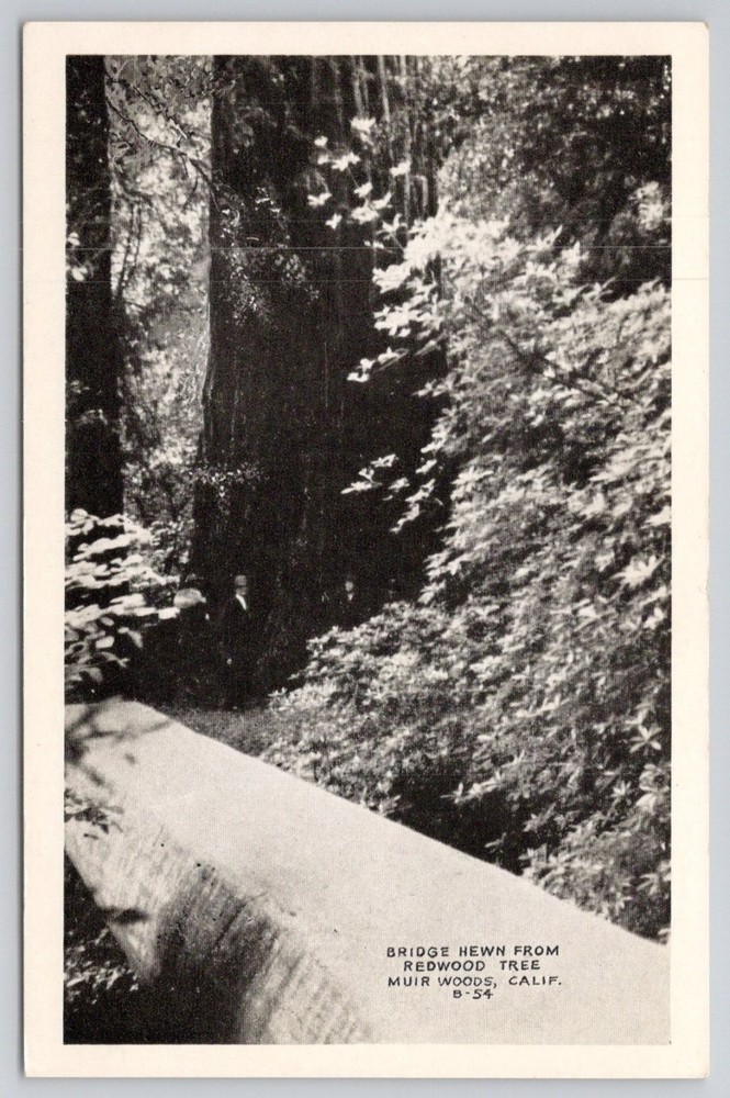Muir Woods CA 1954 Real Photo Postcard Redwood Tree Bridge California RPPC