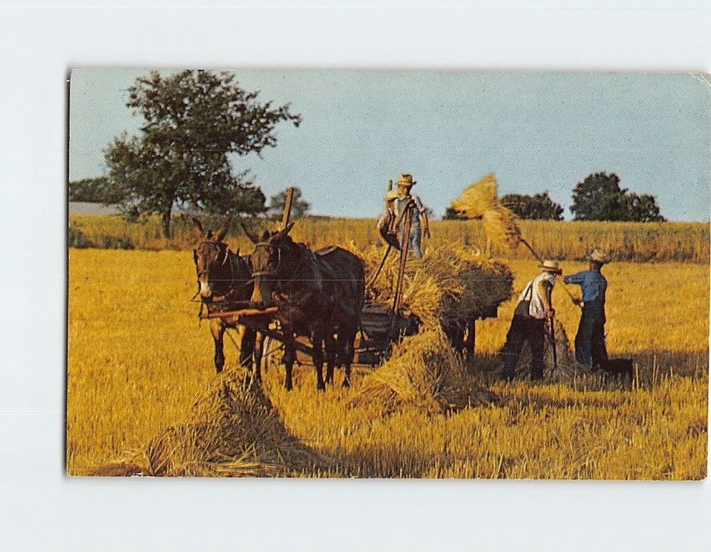 Postcard Amish and Mennonite Farmers Harvest Wheat Pennsylvania USA