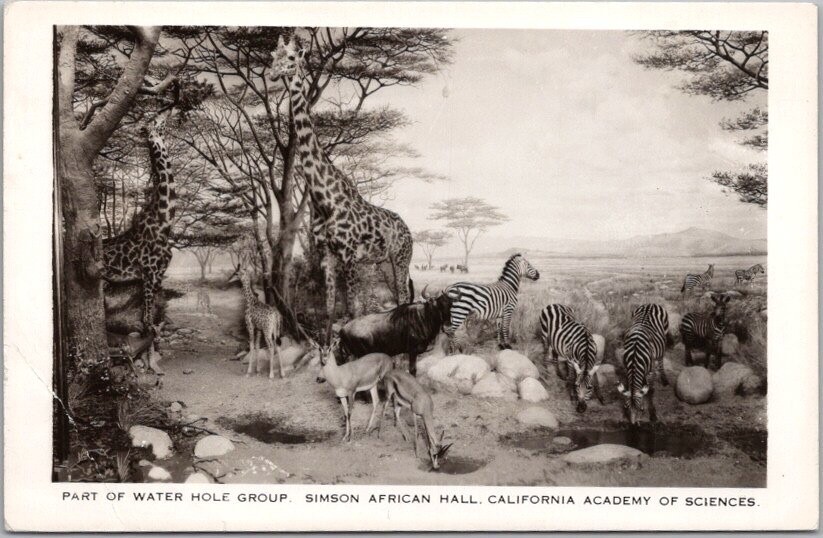 1940s CALIFORNIA ACADEMY OF SCIENCES RPPC Postcard 