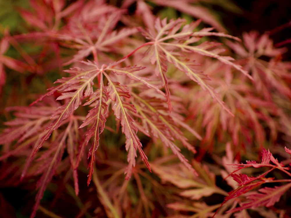 Acer palmatum 'Orangeola' 18