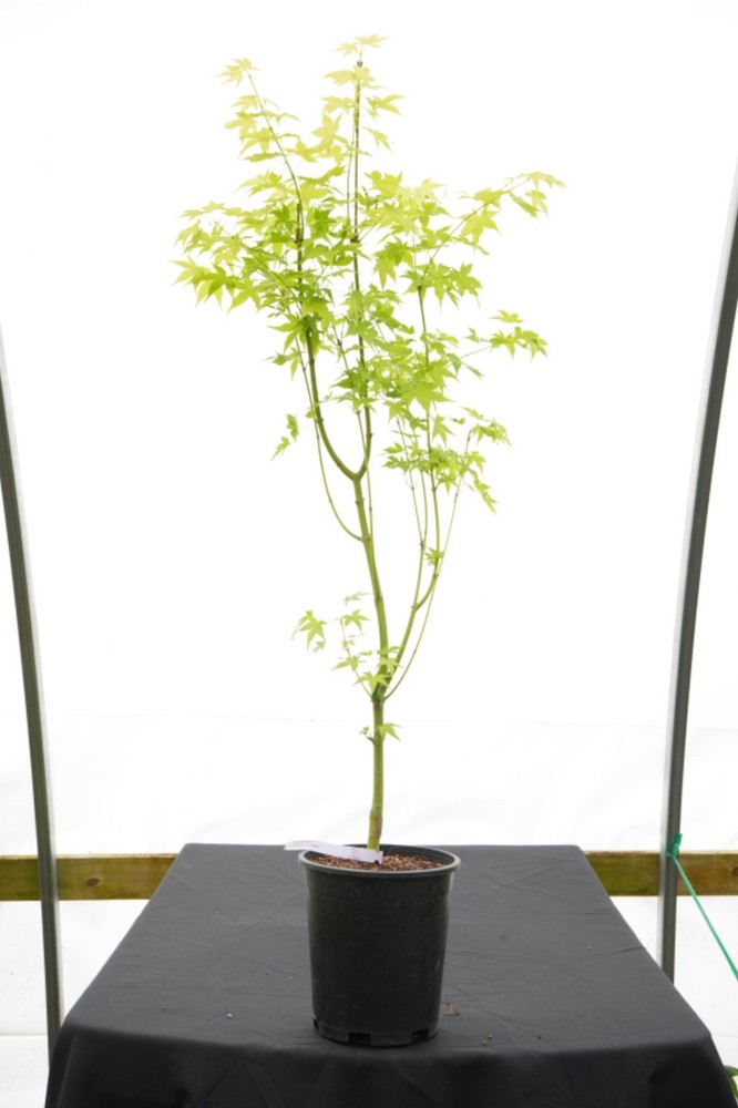 Acer palmatum 'Kawahara no midori' Green Bark Japanese Maple 1 Gallon-image