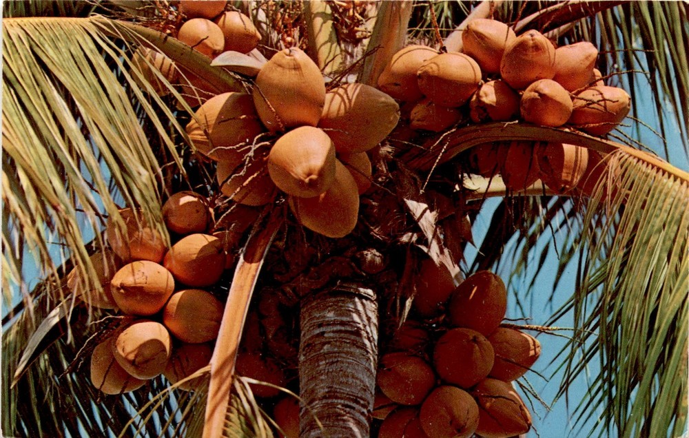 Florida, Coconut Palm, Dexter Press, West Nyack, U.S.A. Postcard