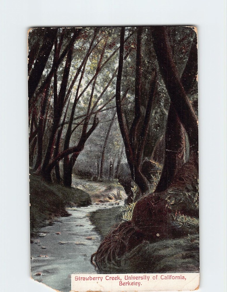 Postcard Strawberry Creek University of California Berkeley California USA