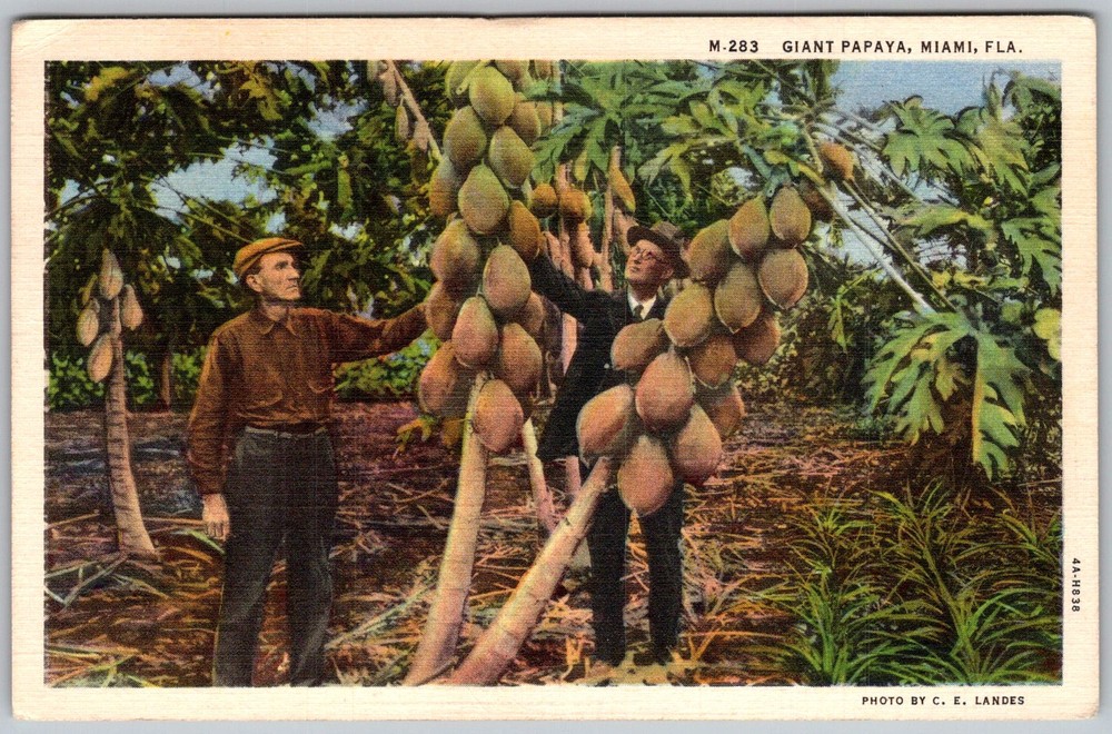 Vtg Linen Postcard Giant Papaya Tree Miami, FL 1930s