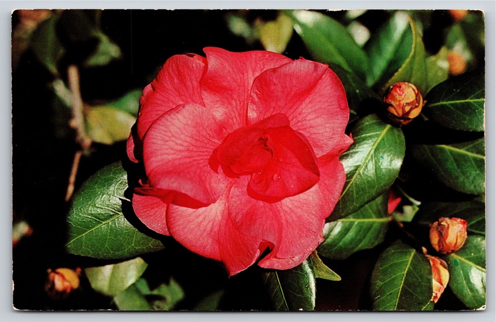 Flowers~Mobile Alabama~Camellia Japonica @ Bellingrath Gardens~Vintage Postcard
