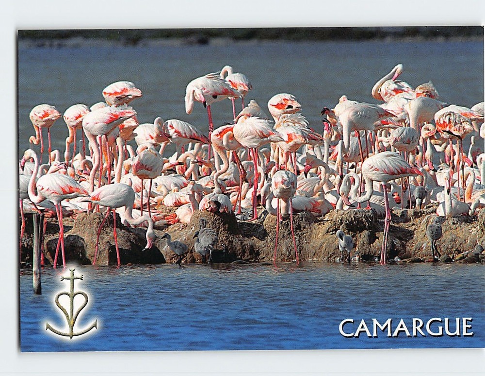 Postcard Flamingos in Camargue France