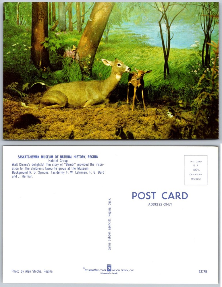 Saskatchewan Museum Natural History Regina Postcard
